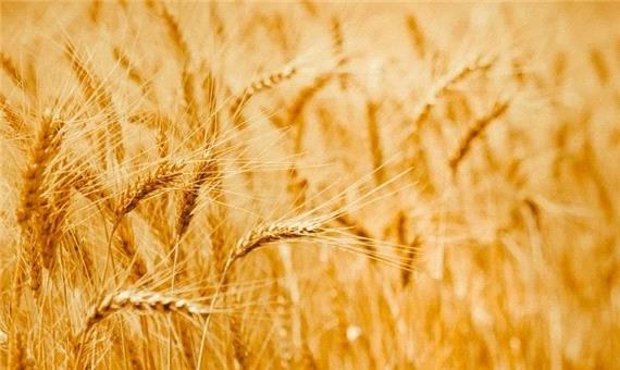 اوکراین: قیمت گندم جهانی 40 درصد افزایش می‎‌یابد